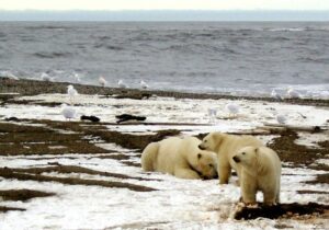 U.S. ditches Trump-era policies for Arctic Alaska oil reserve 10 510791 origin 1