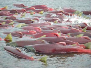 Biden Administration makes revised proposal to protect key Alaska watershed 4 524364 origin 1