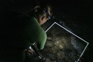 Horseshoe crabs: 'Living fossils' vital for vaccine safety 4 591946 origin 1