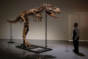Gorgosaurus tipped to fetch $8 mn at New York auction 30 593451 origin 1