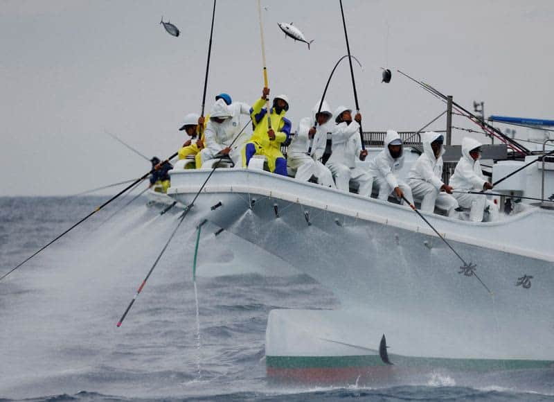 Fatty 'Katsuo' Fish May Foreshadow Climate Change, Threat To Japan'S Sushi 31 594593 594593 origin 1 30
