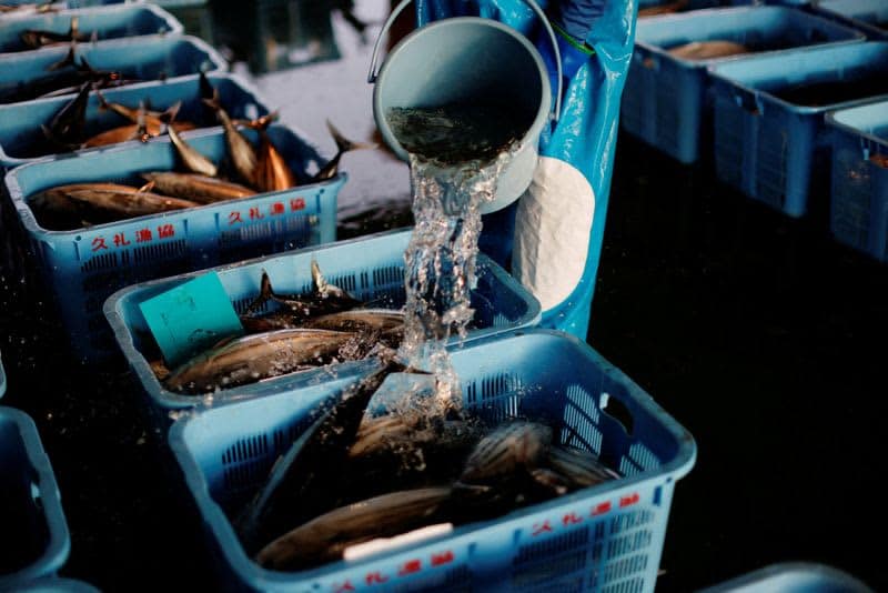 Fatty 'Katsuo' Fish May Foreshadow Climate Change, Threat To Japan'S Sushi 5 594593 594593 origin 1 4