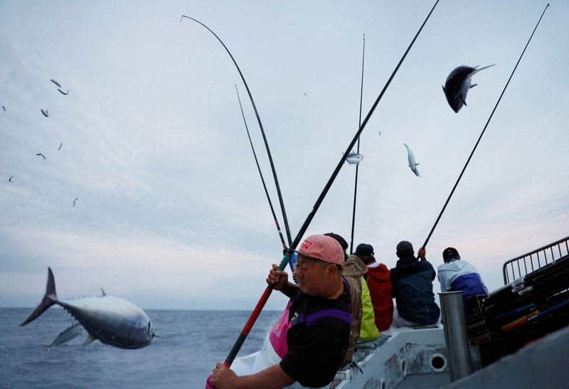 Fatty 'Katsuo' Fish May Foreshadow Climate Change, Threat To Japan'S Sushi 9 594593 594593 origin 1 8
