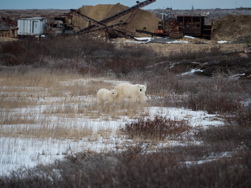 Polar bears scavenge on garbage to cope with climate change 14 600964 600964 origin 1 2