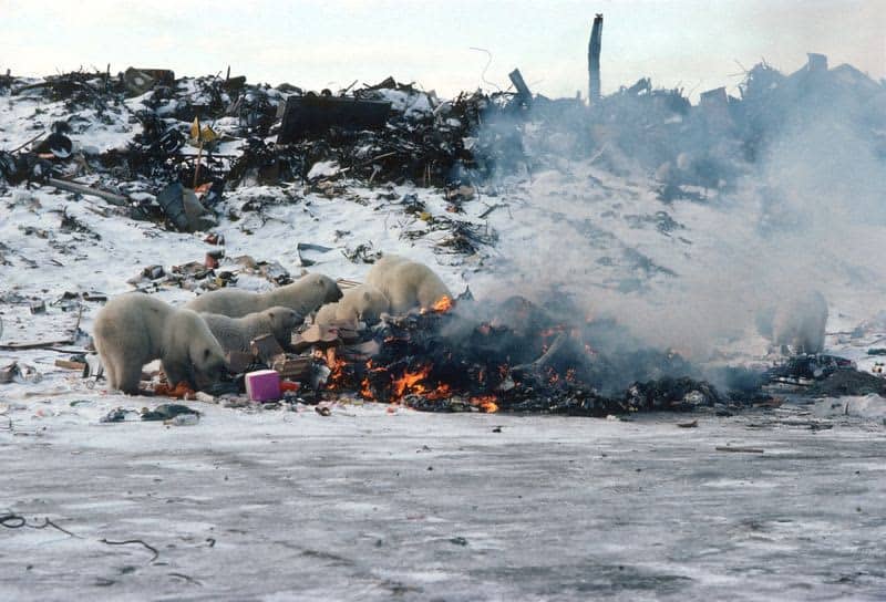 Polar bears scavenge on garbage to cope with climate change 15 600964 600964 origin 1 3
