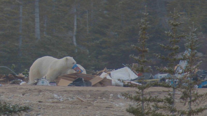 Polar bears scavenge on garbage to cope with climate change 12 600964 origin 1