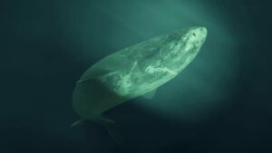 Arctic shark that can live centuries found by Florida student in the Caribbean 12 606289 origin 1