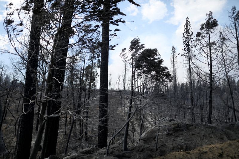 Firefighters start to contain raging California wildfire near Yosemite 22 606319 606319 origin 1 2