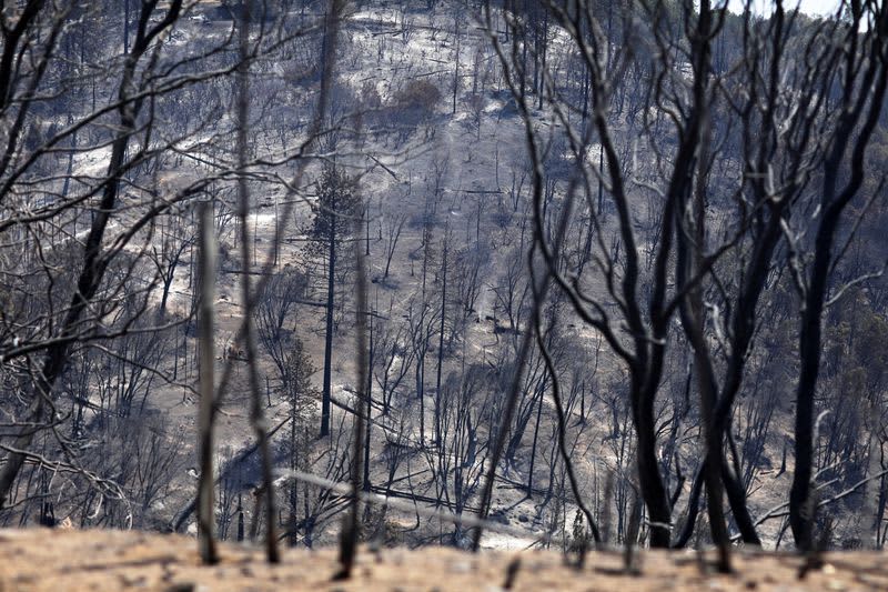 Firefighters start to contain raging California wildfire near Yosemite 23 606319 606319 origin 1 3