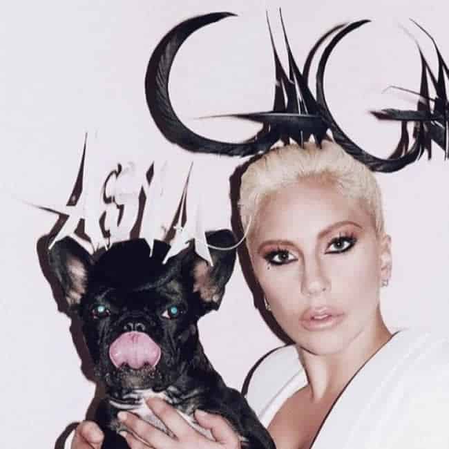 Lady Gaga's alleged dognapper arrested again 3 634456 origin 1