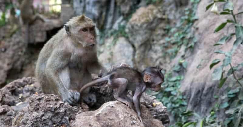 Brazilians Turn To Poisoning Monkeys Over Fear They Are Spreading Monkeypox: Report 1 635926 origin 1