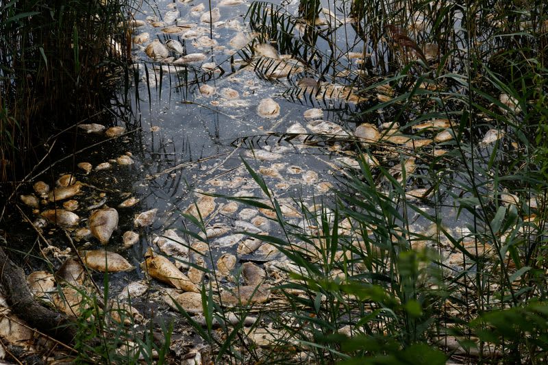 Fear for future after mass die-off of fish in Poland's Oder river 47 637615 637615 origin 1 1
