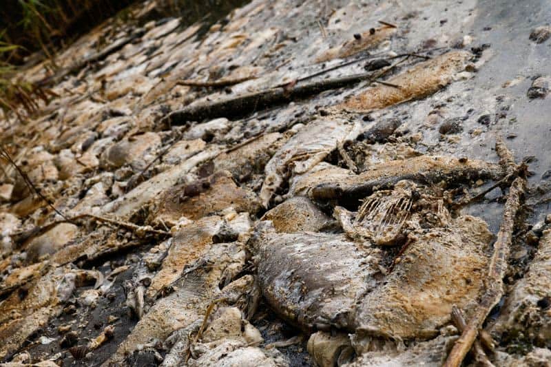 Fear for future after mass die-off of fish in Poland's Oder river 48 637615 637615 origin 1 2