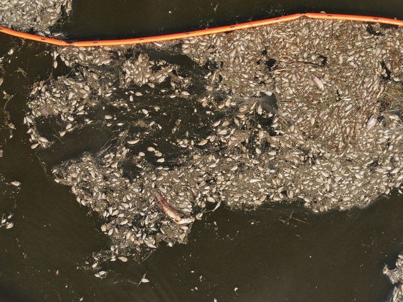 Fear for future after mass die-off of fish in Poland's Oder river 49 637615 637615 origin 1 3