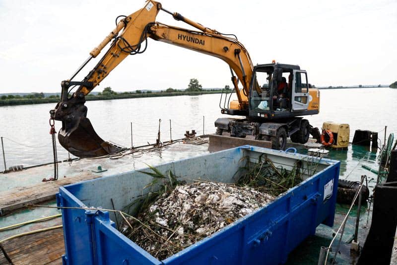 Fear for future after mass die-off of fish in Poland's Oder river 50 637615 637615 origin 1 4