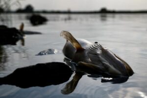 Fear for future after mass die-off of fish in Poland's Oder river 52 637615 origin 1
