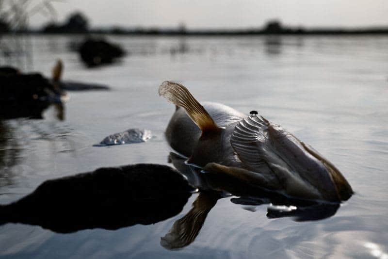 Fear for future after mass die-off of fish in Poland's Oder river 46 637615 origin 1
