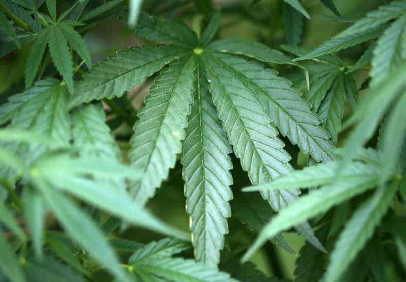 US pot farm cultivators share some secrets about growing cannabis 11 639282 639282 origin 1 2