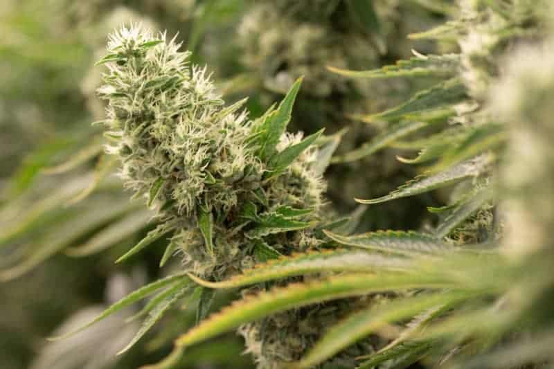 US pot farm cultivators share some secrets about growing cannabis 9 639282 origin 1
