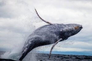 Delegates come close, but fail again to clinch high seas protection treaty 50 640569 origin 1