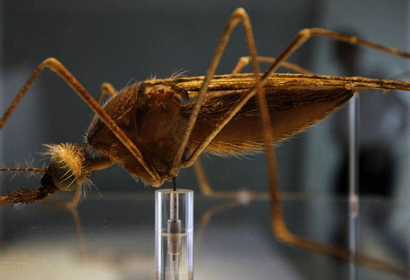 Fight Against Aids, Tb And Malaria Bounced Back Post-Covid - But Not Enough 3 642302 642302 origin 1 2