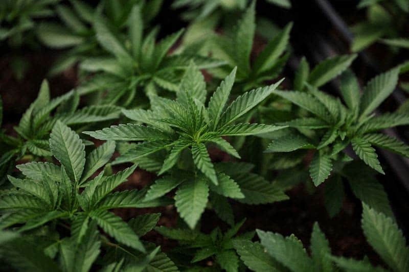 Legal Cannabis Poses A Quandary For Us Companies Screening Staff For Drugs 1 646632 origin 1