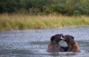 Ursa Major: Voting starts in Fat Bear Week 38 646654 origin 1