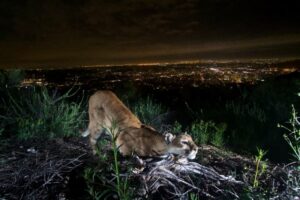 Cougars of LA imperiled by more frequent wildfires 12 649131 origin 1