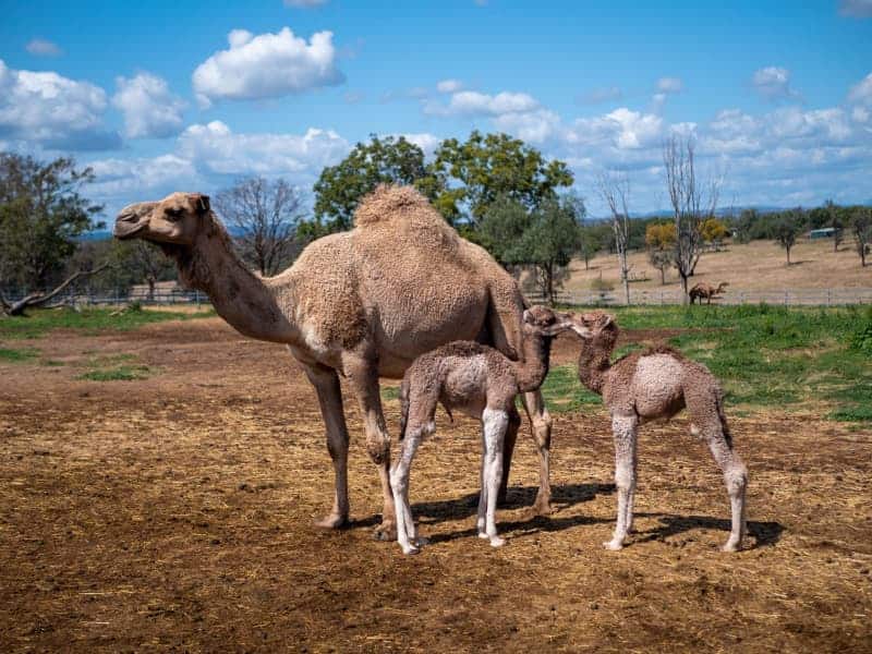 Camelccino, Anyone? Australia Struggles To Find Uses For Its Camels 2 650997 650997 origin 1 1