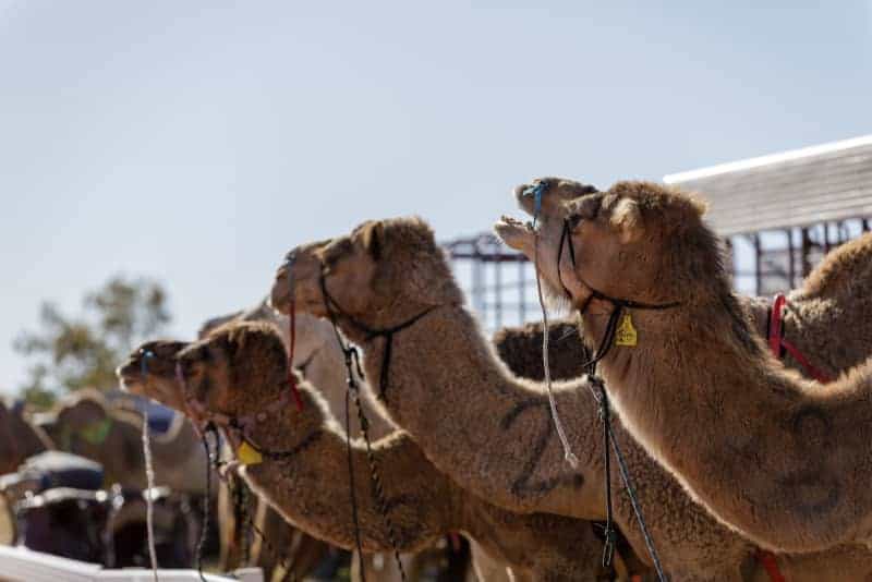 Camelccino, Anyone? Australia Struggles To Find Uses For Its Camels 3 650997 650997 origin 1 2