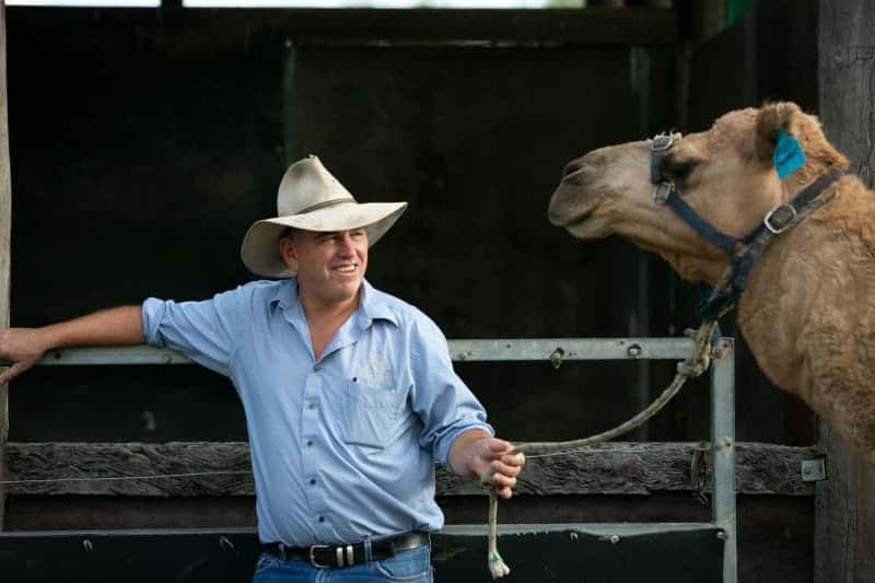 Camelccino, Anyone? Australia Struggles To Find Uses For Its Camels 5 650997 650997 origin 1 4