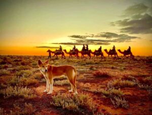 Camelccino, anyone? Australia struggles to find uses for its camels 26 650997 origin 1