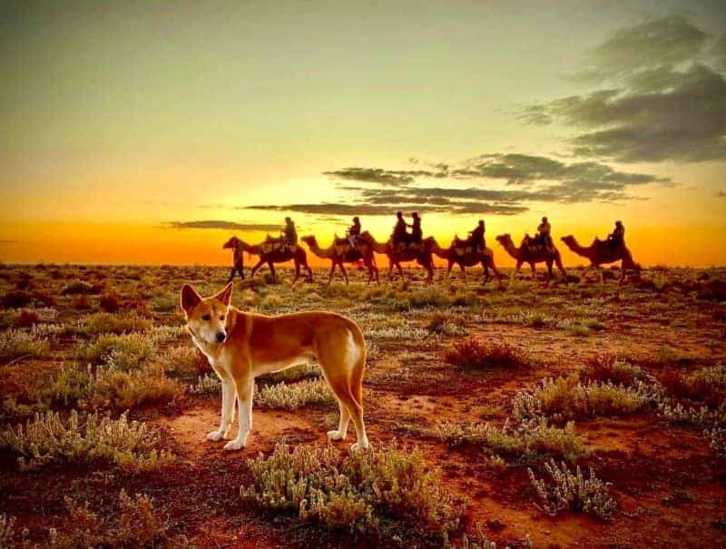 Camelccino, Anyone? Australia Struggles To Find Uses For Its Camels 1 650997 origin 1