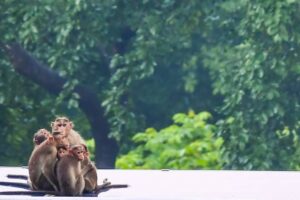 Controversial monkey study reignites animal testing debate 16 651869 origin 1