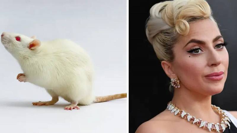 Call It A Rat Romance: New Study Reveals That Rats Keep Rhythm To Lady Gaga 1 654438 origin 1