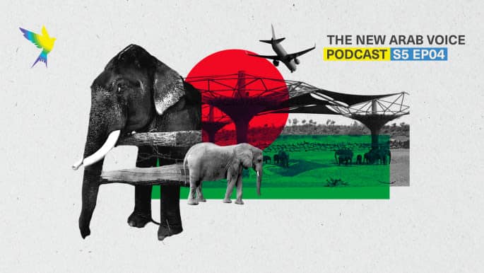Wild Namibian Elephants Illegally Sold Into Captivity In Uae 1 655728 origin 1