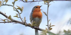 Listening to birdsongs might help to alleviate anxiety and paranoia 50 658422 origin 1