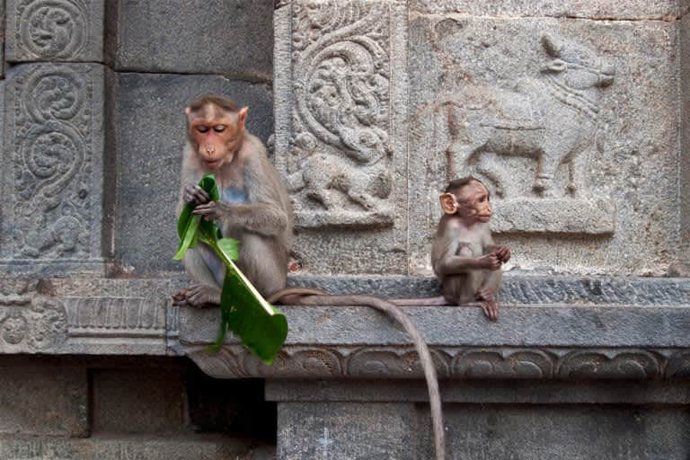 Ebola-Like African Primate Viruses ‘Poised For Spillover’ To Humans, Study Finds 1 660815 origin 1