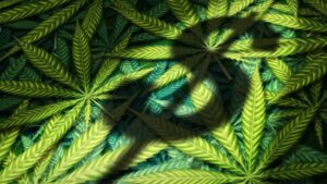 Cannabis News Week: Sales, Survey Data Show How Popular Weed Is 20 663362 origin 1