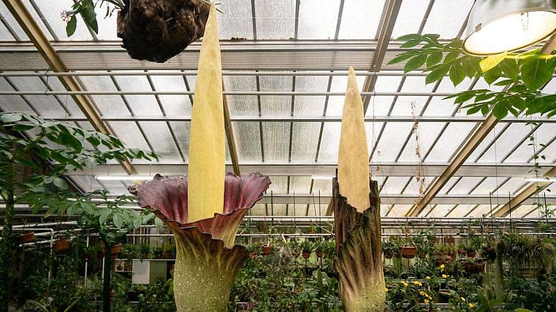 ‘Giant Shapeless Penis’ Plant That Smells Like Rotting Flesh Blooms In The Netherlands 1 672450 origin 1