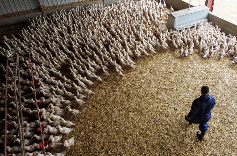 Vaccine Makers Prep Bird Flu Shot For Humans 'Just In Case'; Rich Nations Lock In Supplies 1 673152 origin 1