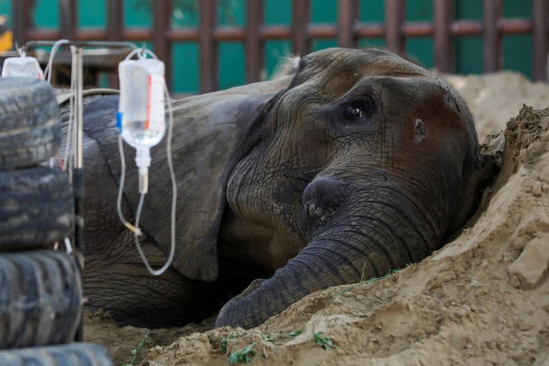 Elephant in Pakistan zoo dies, reviving concern over animal treatment 37 676216 origin 1