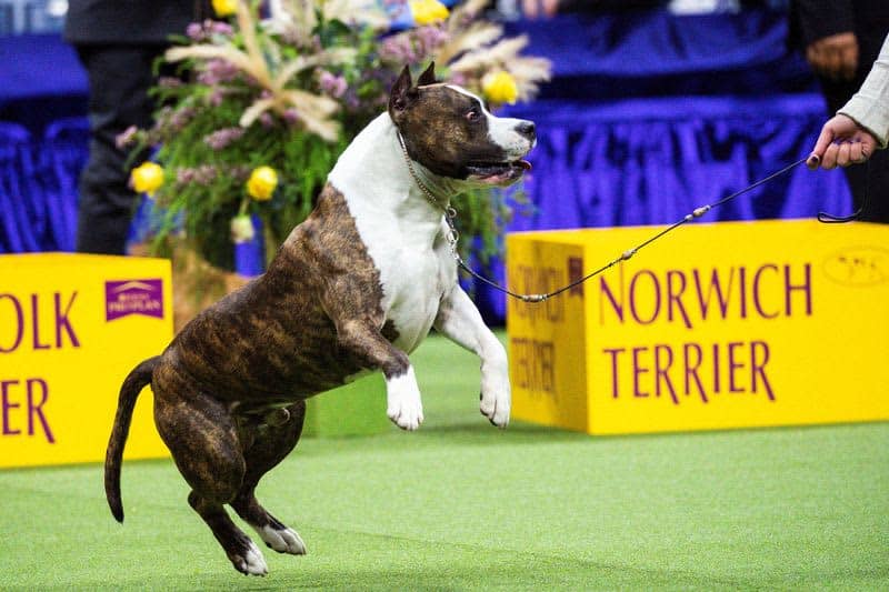 Dog named Buddy Holly is first of its breed to win Westminster show 13 677935 677935 origin 1 1