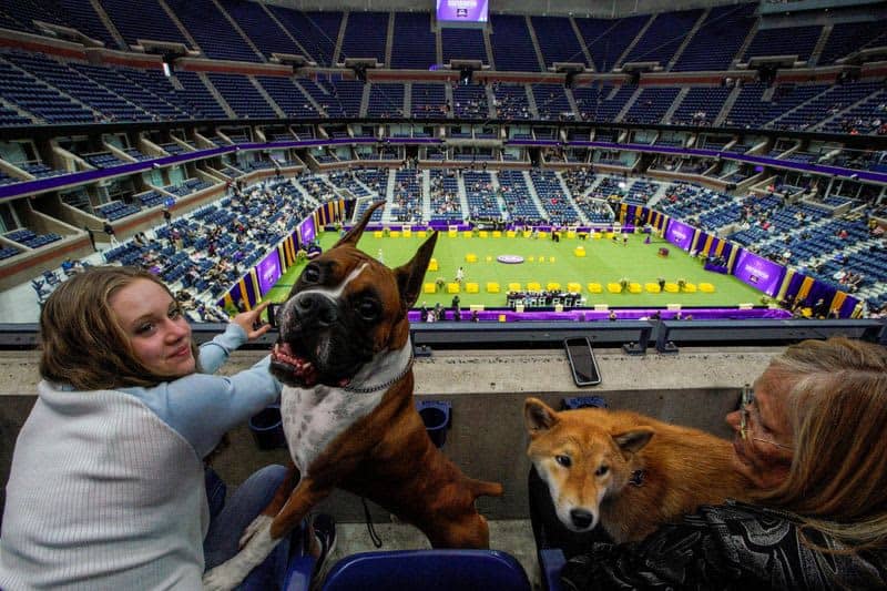 Dog named Buddy Holly is first of its breed to win Westminster show 14 677935 677935 origin 1 2
