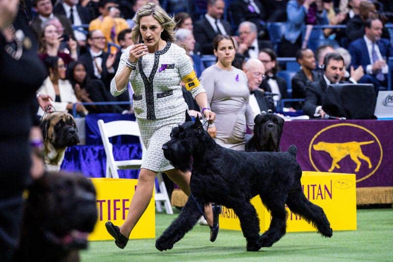Dog named Buddy Holly is first of its breed to win Westminster show 15 677935 677935 origin 1 3