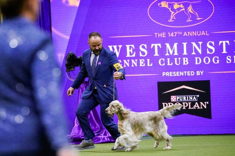 Dog named Buddy Holly is first of its breed to win Westminster show 16 677935 677935 origin 1 4