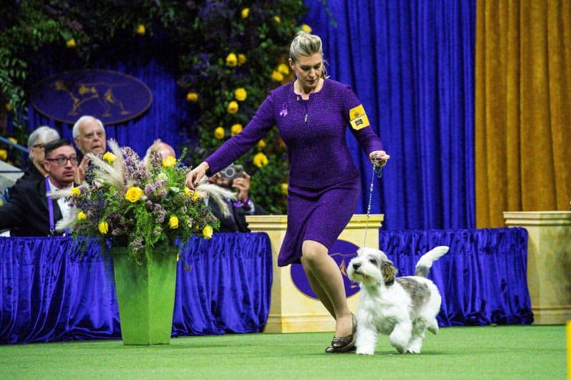 Dog named Buddy Holly is first of its breed to win Westminster show 17 677935 677935 origin 1 5