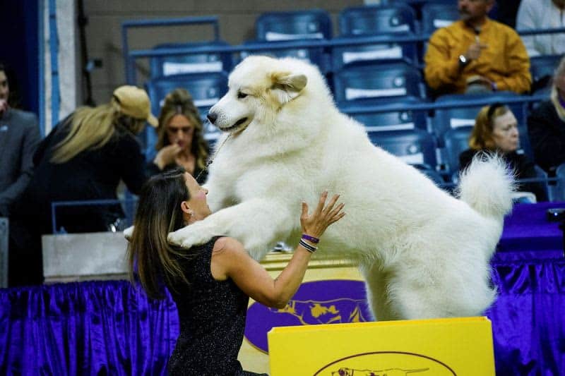 Dog named Buddy Holly is first of its breed to win Westminster show 19 677935 677935 origin 1 7