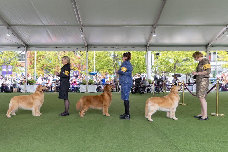 Dog named Buddy Holly is first of its breed to win Westminster show 20 677935 677935 origin 1 8