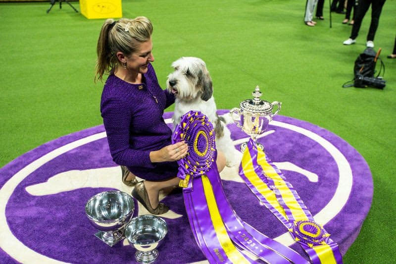 Dog named Buddy Holly is first of its breed to win Westminster show 21 677935 677935 origin 1 9